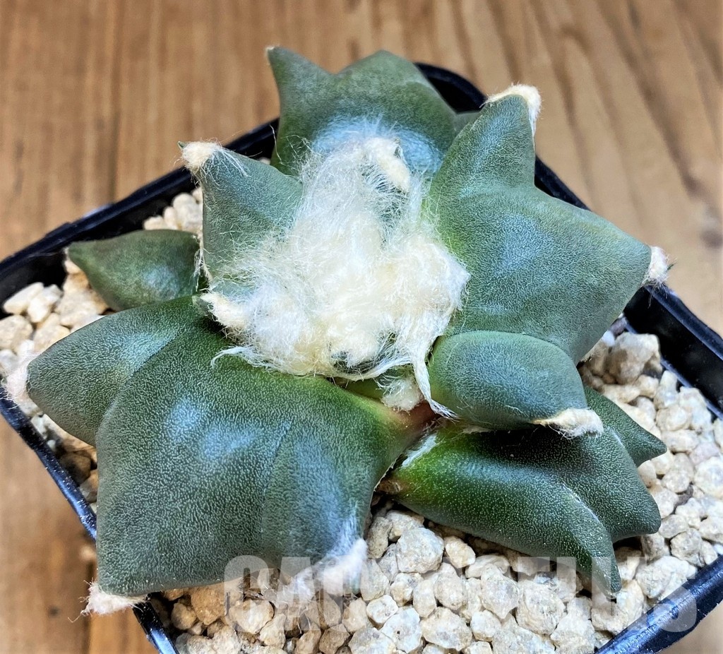 SH29776 Ariocarpus retusus 'Three Finger', own roots seedling