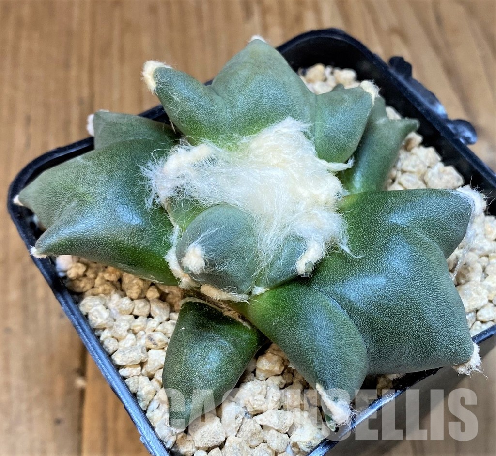 SH29776 Ariocarpus retusus 'Three Finger', own roots seedling - Image 2