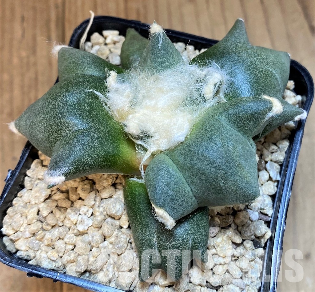 SH29776 Ariocarpus retusus 'Three Finger', own roots seedling - Image 3