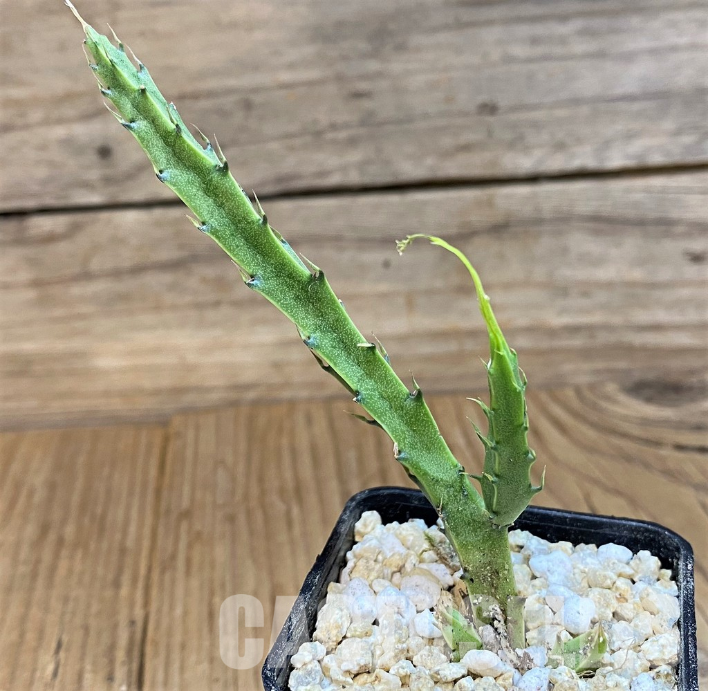SH29781 Caralluma flavovirens