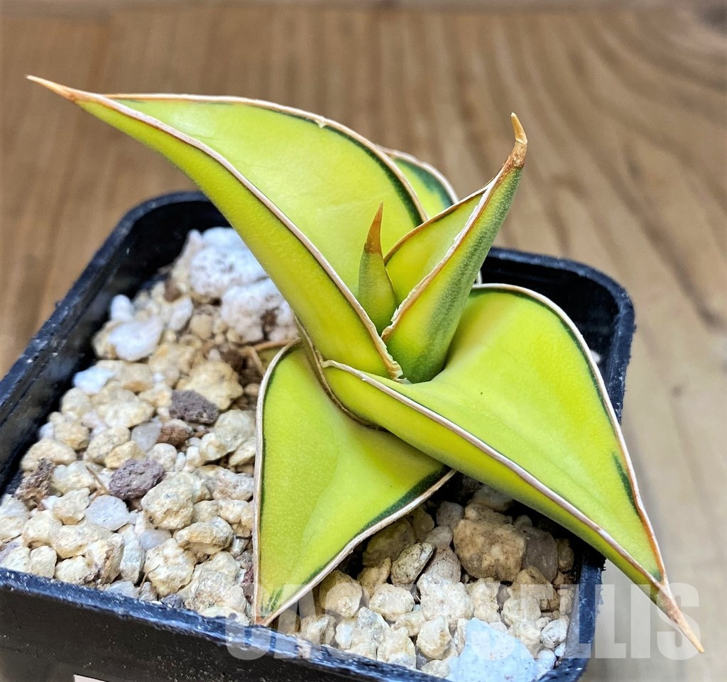 SH29782 Sansevieria lavranos 23251 f. variegata