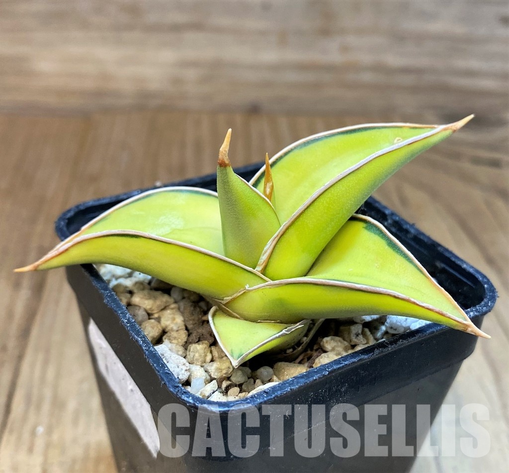 SH29782 Sansevieria lavranos 23251 f. variegata - Image 2