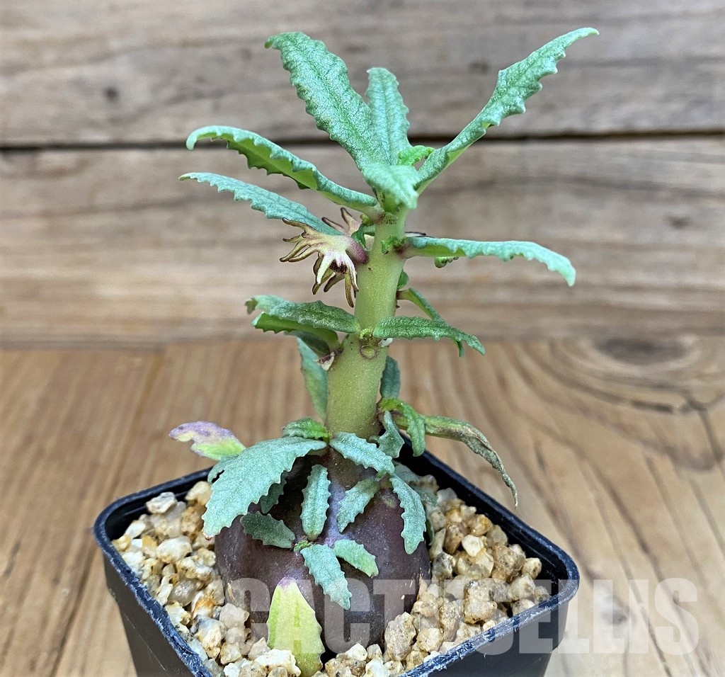 SH29731 Dorstenia hildebrandtii - Image 2