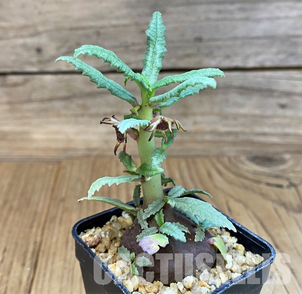 SH29731 Dorstenia hildebrandtii