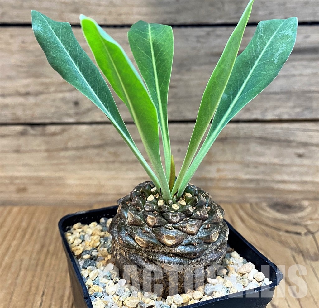 SH29733 Euphorbia bupleurifolia