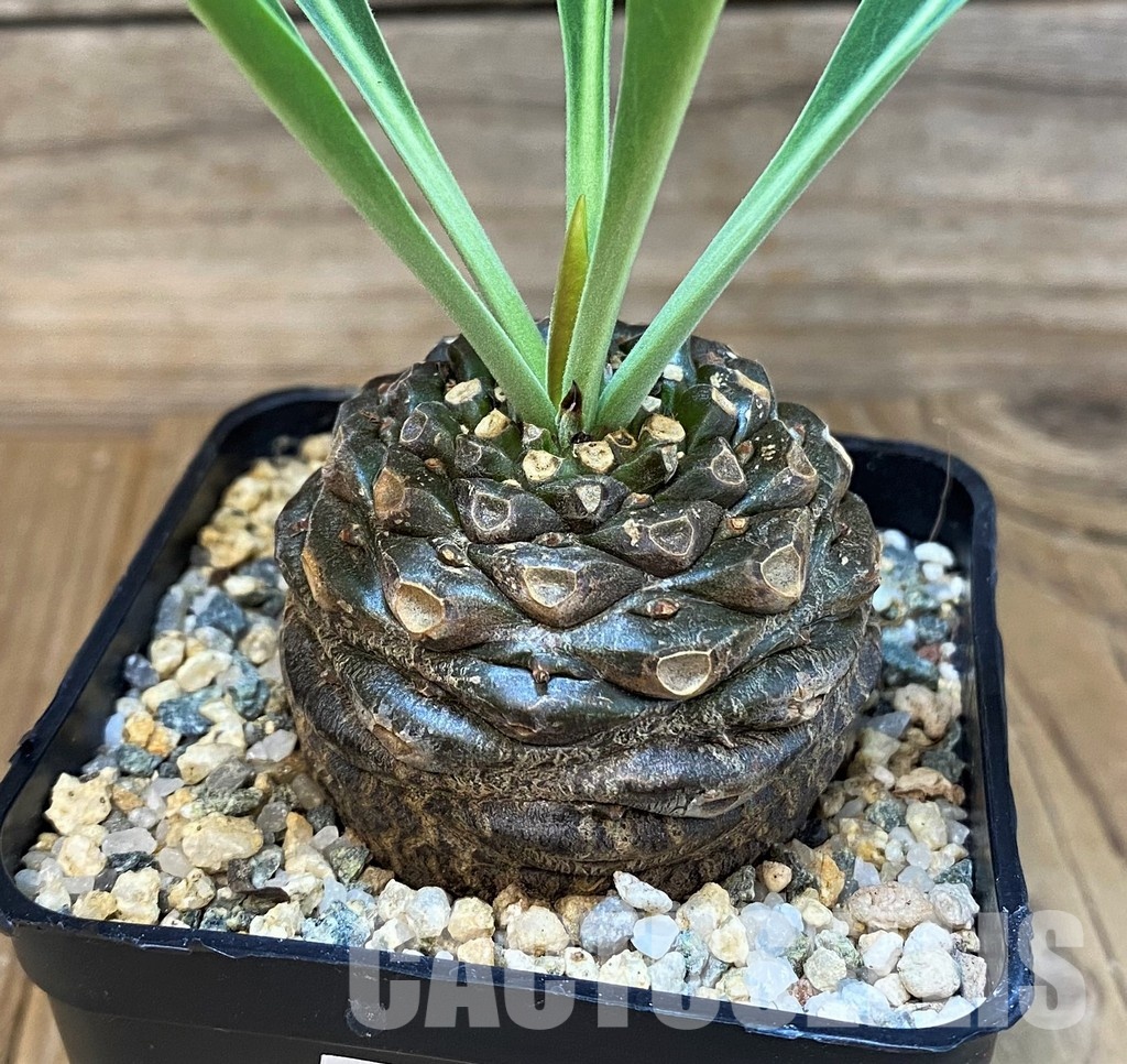 SH29733 Euphorbia bupleurifolia - Image 2