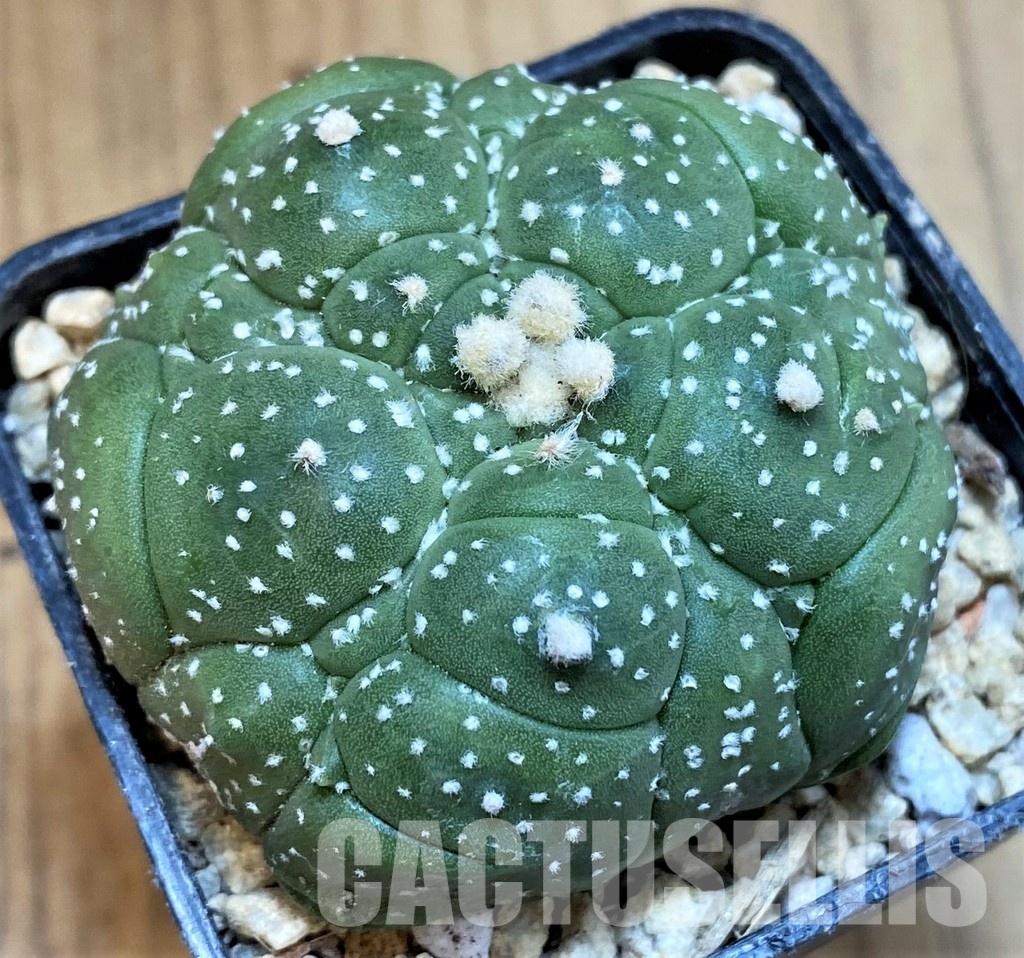 SH29742 Astrophytum asterias ‘Kikko’, 5 ribs