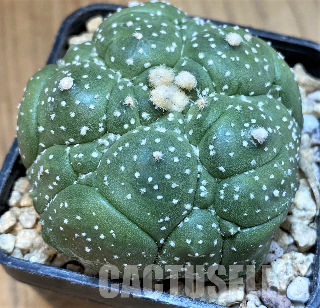 SH29742 Astrophytum asterias ‘Kikko’, 5 ribs - Image 2