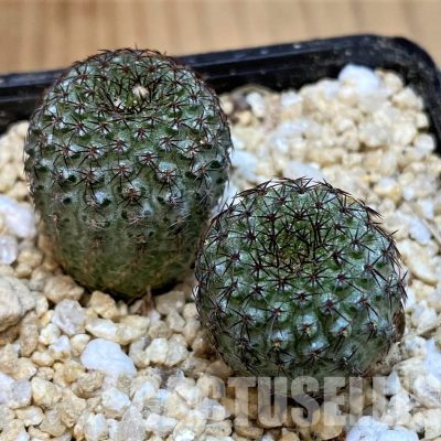SH29745 Frailea chiquitana, seedling 2 plants