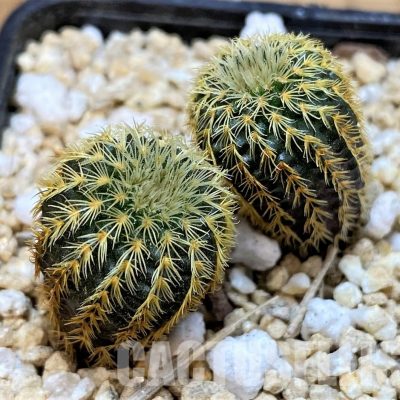 SH29746 Frailea magnifica, seedling 2 plants
