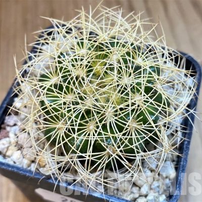 SH29747 Discocactus araneispinus, seedling
