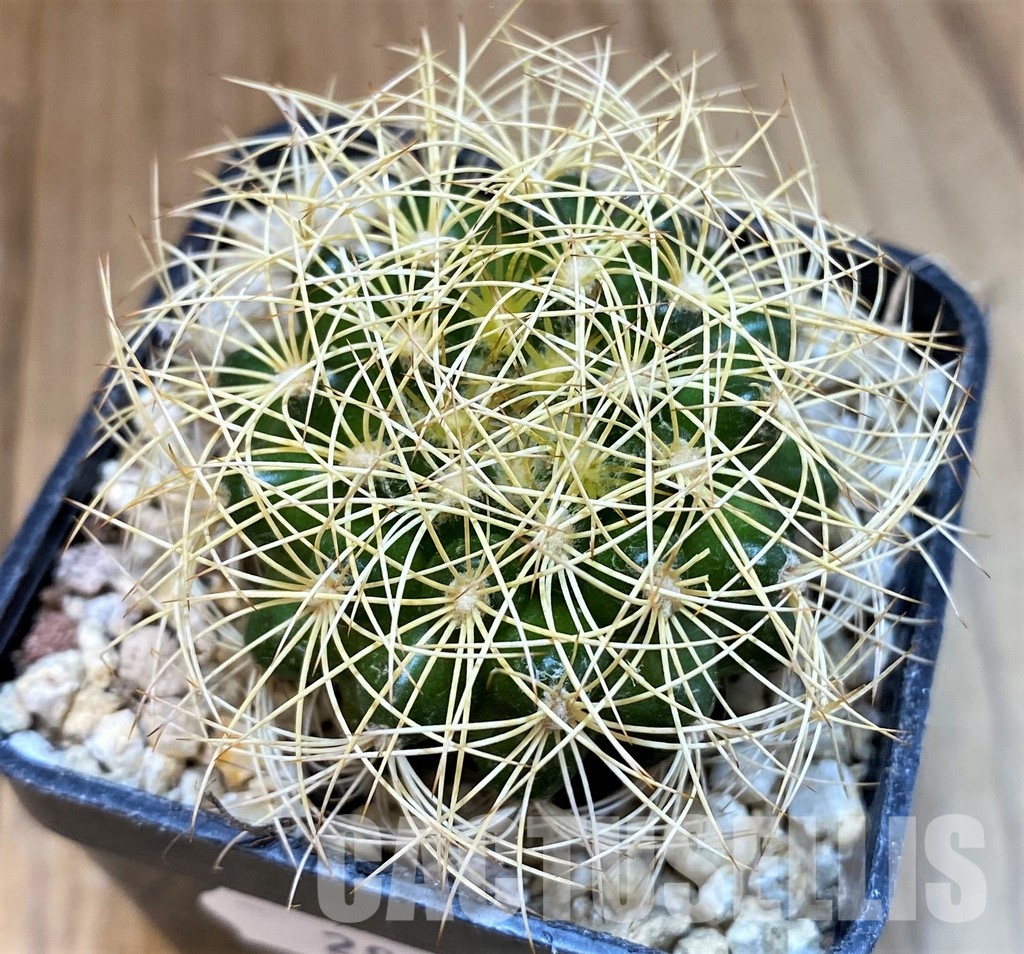 SH29747 Discocactus araneispinus, seedling