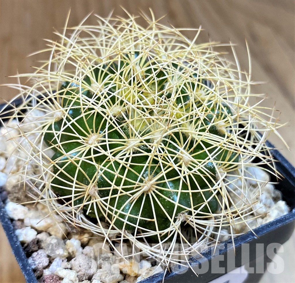 SH29747 Discocactus araneispinus, seedling - Image 2