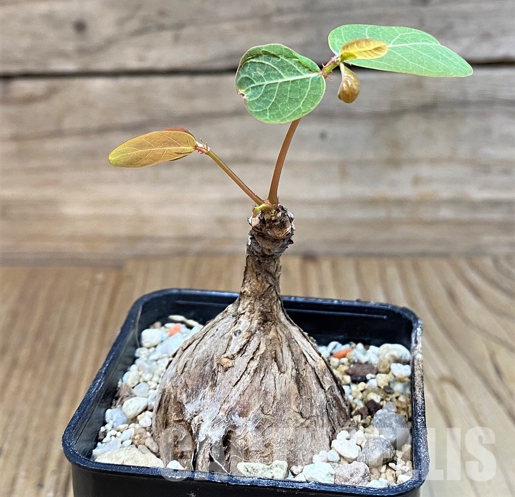 SH29726 Phyllanthus mirabilis