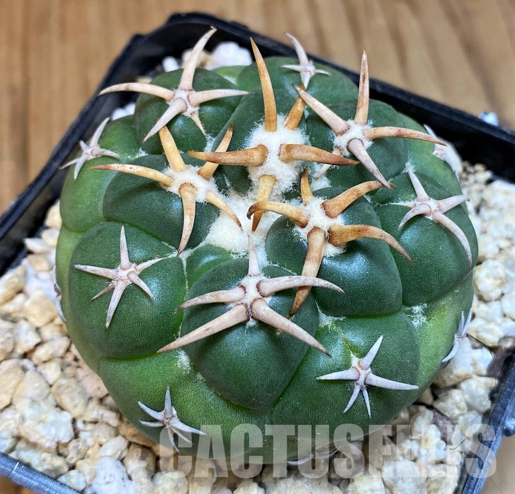 SH29752 Coryphantha elephantidens ‘Mini Heart’ - Image 2