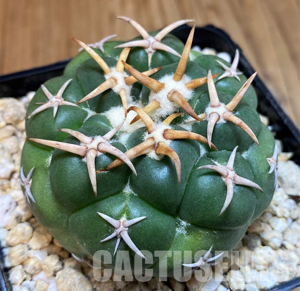 SH29752 Coryphantha elephantidens ‘Mini Heart’