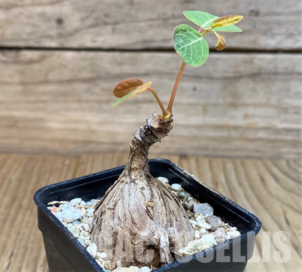 SH29726 Phyllanthus mirabilis - Image 2