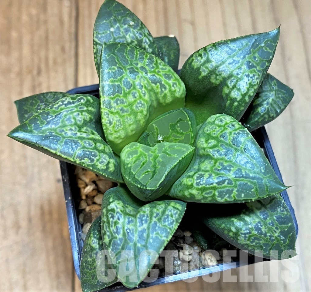 SH29838 Haworthia comptoniana ‘Kamen Butokai’