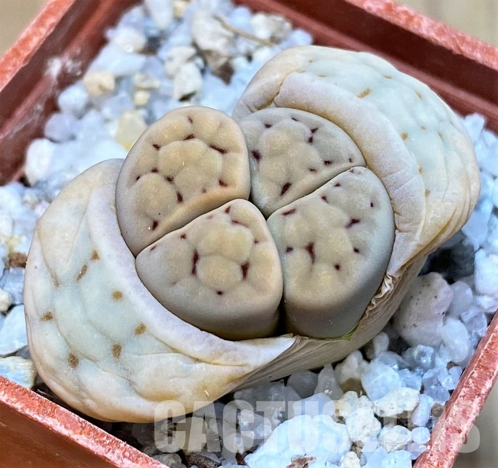 SH29874 Lithops karasmontana C168