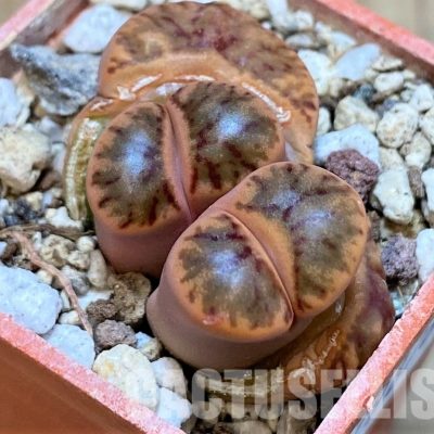 SH29876 Lithops bromfieldii 'Red Coral'