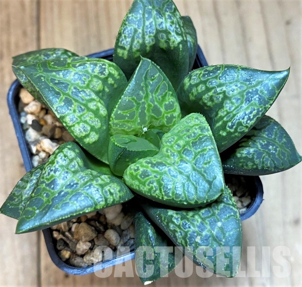 SH29838 Haworthia comptoniana ‘Kamen Butokai’ - Image 2
