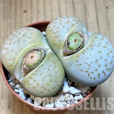 SH29883 Dinteranthus vanzylii