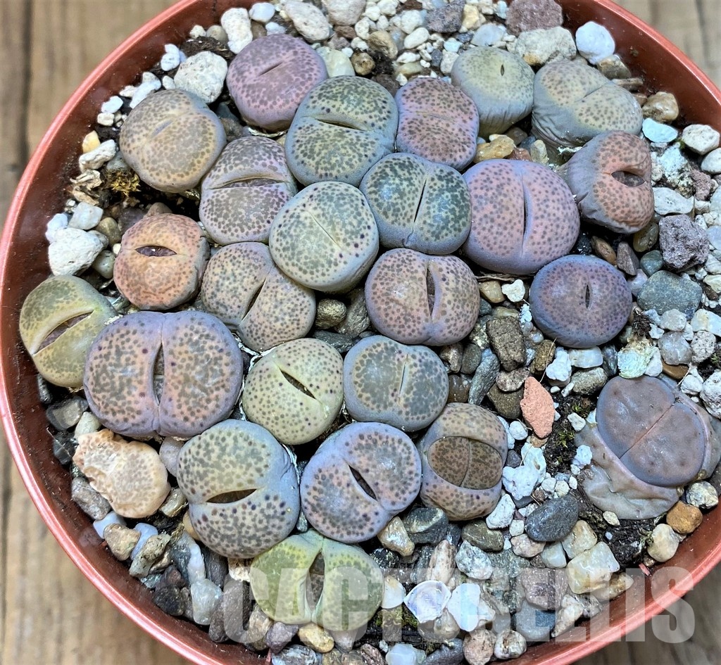 SH29885 Lithops terricolor mix - Image 2