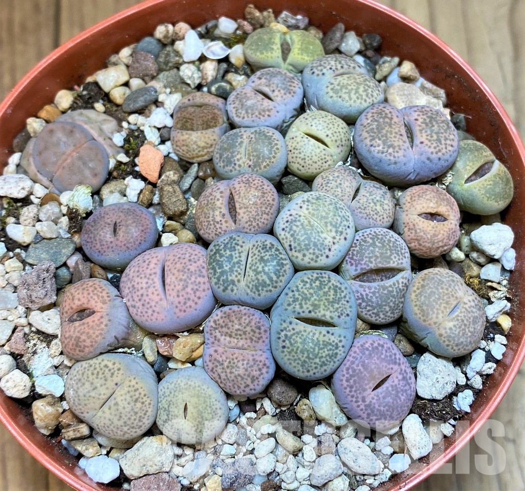 SH29885 Lithops terricolor mix