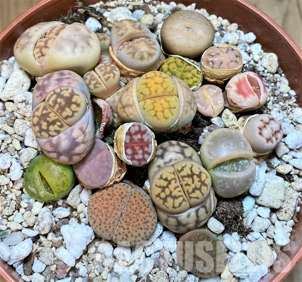 SH29886 Lithops mix - Image 2