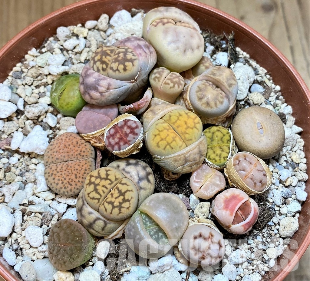 SH29886 Lithops mix