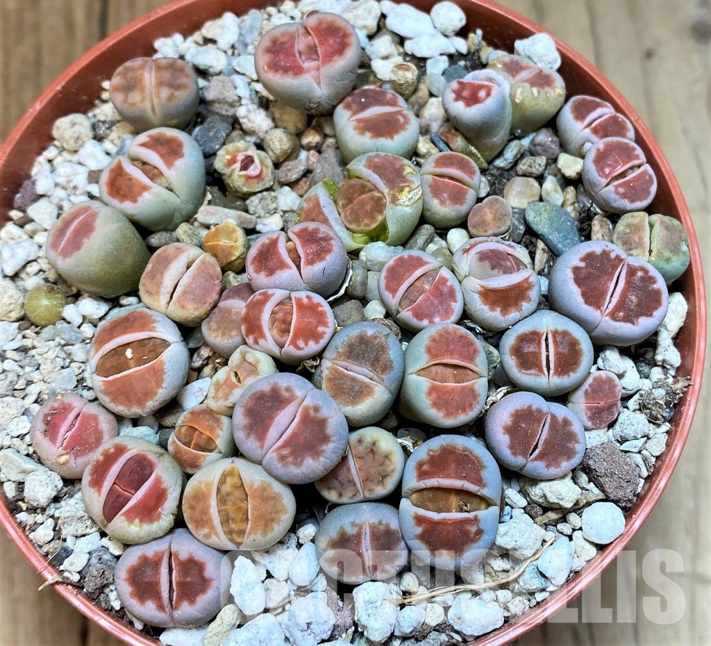 SH29890 Lithops karasmontana 'Top Red' mix