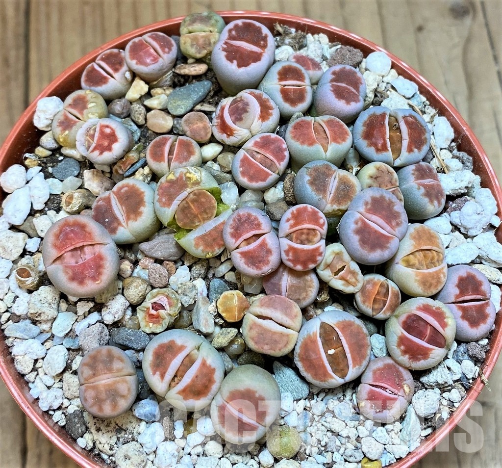 SH29890 Lithops karasmontana 'Top Red' mix - Image 2