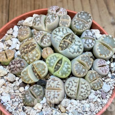 SH29891 Lithops dorotheae mix