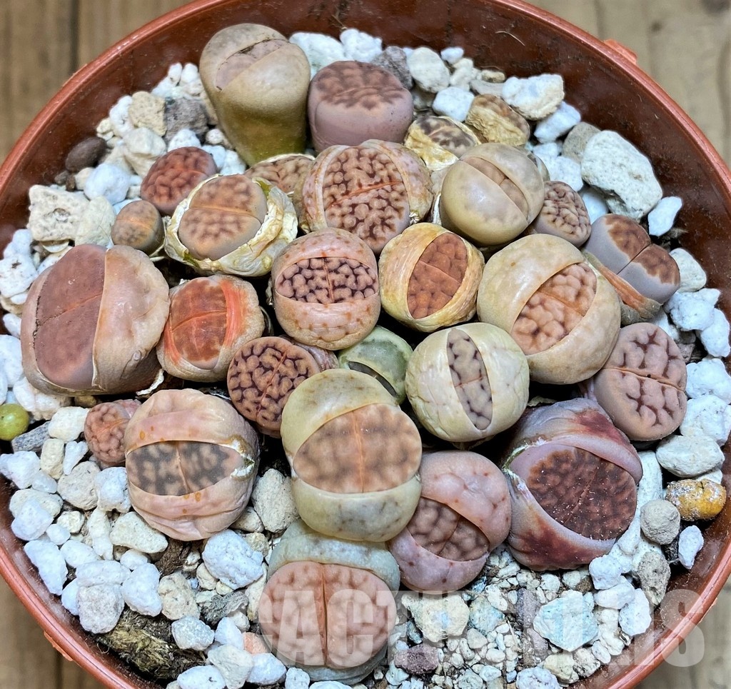 SH29892 Lithops karasmontana mix - Image 2