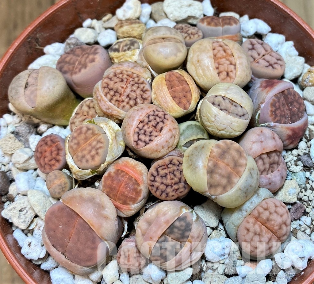 SH29892 Lithops karasmontana mix
