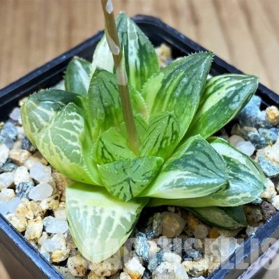 SH29895 Haworthia obtusa hybrid f. variegata