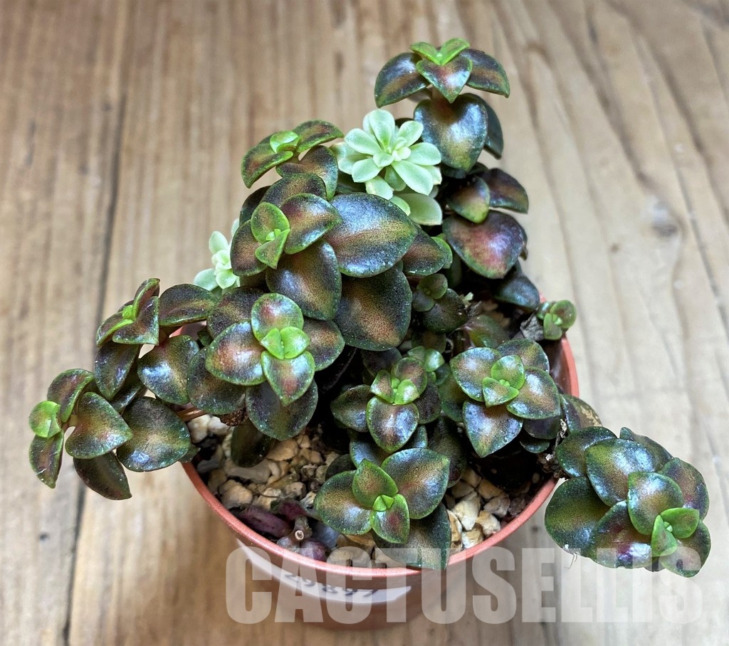 SH29897 Crassula pellucida rubra - Image 2
