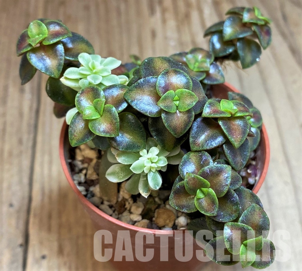 SH29897 Crassula pellucida rubra
