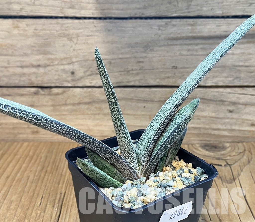 SH29842 Gasteria baylissiana - Image 2