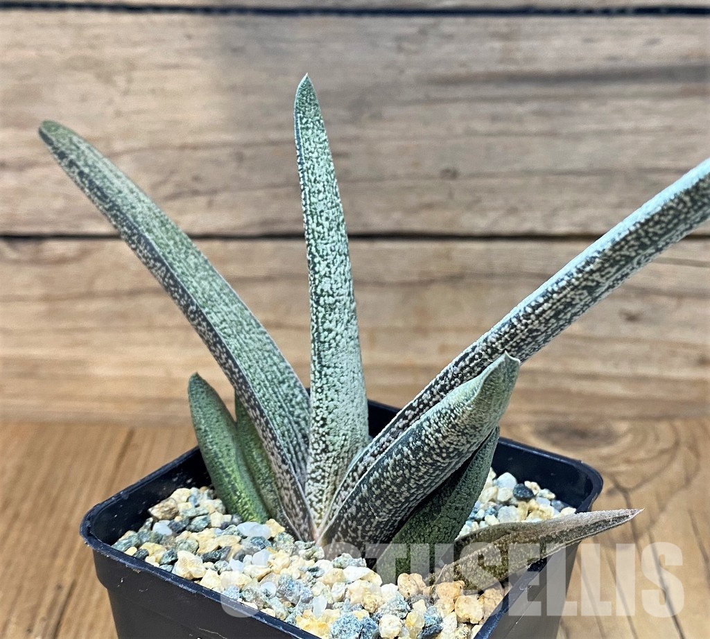 SH29842 Gasteria baylissiana
