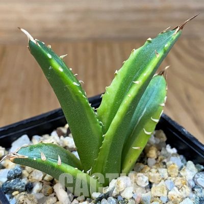 SH29845 Agave titanota f. variegata