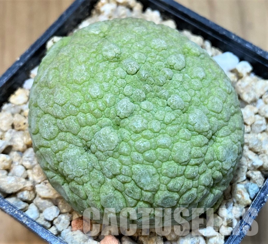 SH29850 Pseudolithos migiurtinus - Image 2