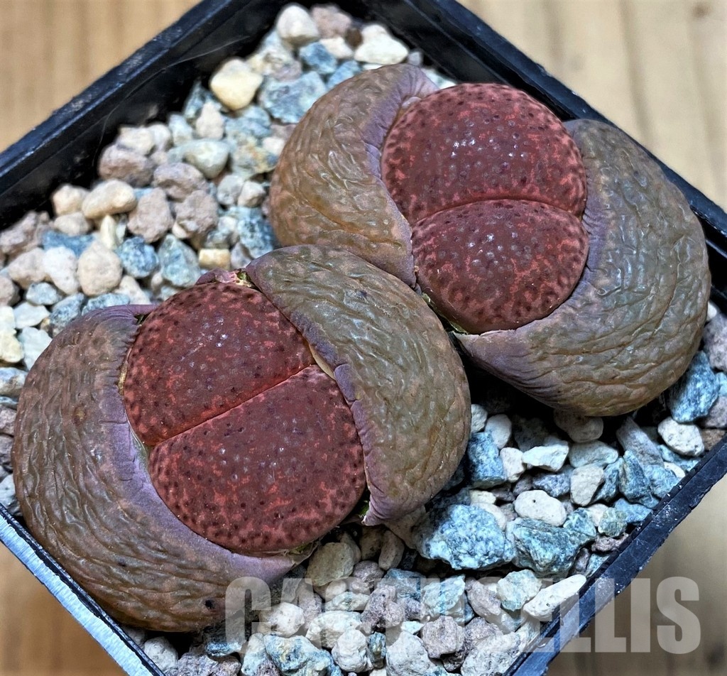 SH29863 Lithops bromfieldii 'Embers'