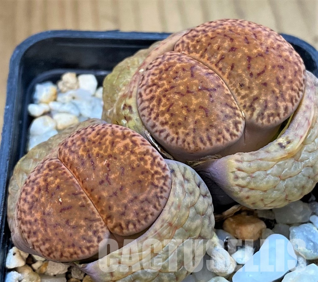 SH29864 Lithops bromfieldii v. glaudinae