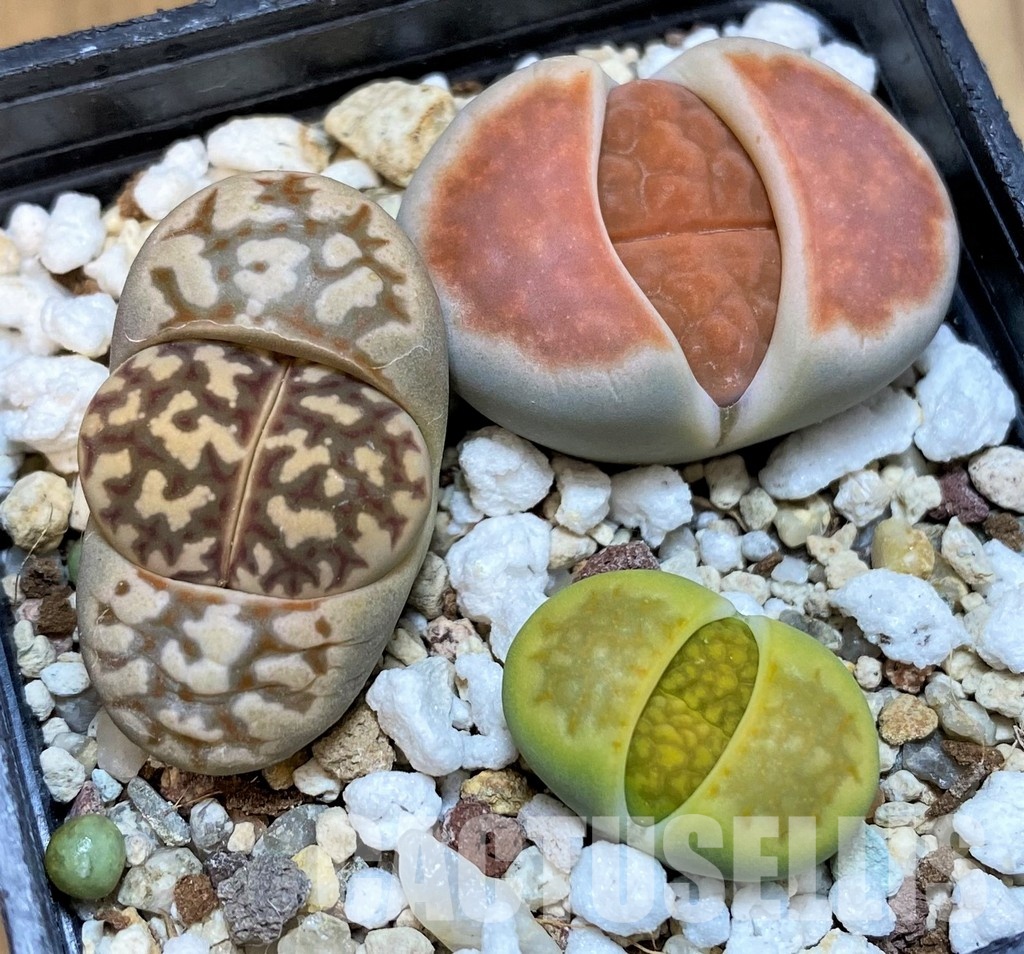 SH29868 Lithops mix