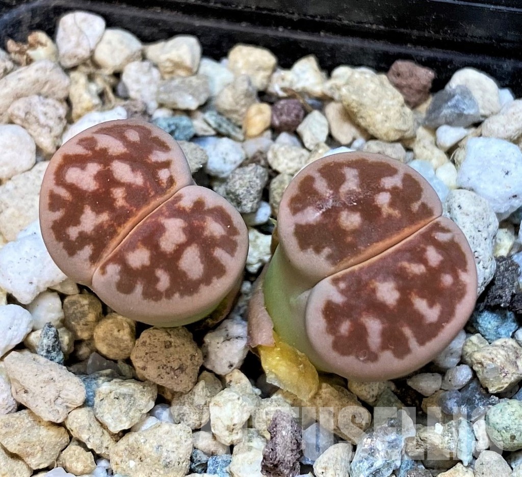 SH29869 Lithops karasmontana 'Lateritia'