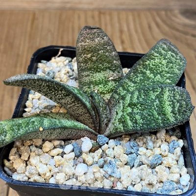 SH29971 Gasteria batesiana