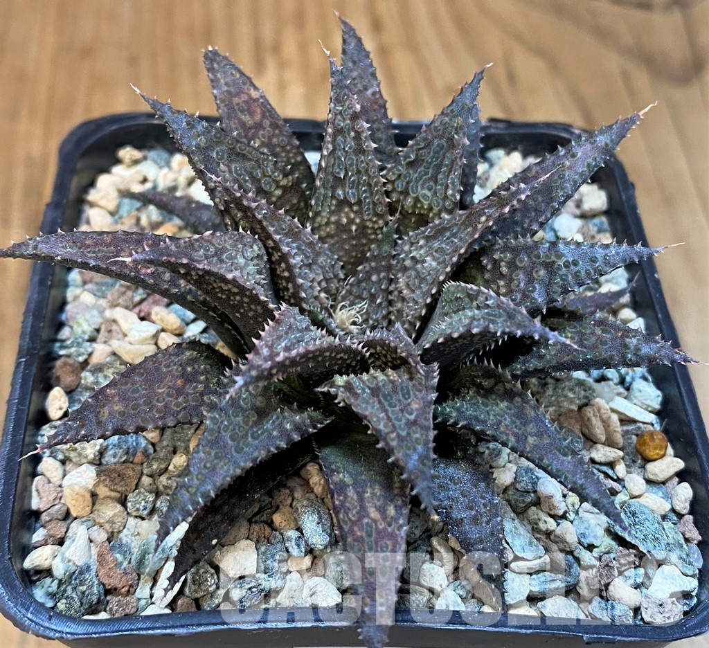 SH29972 Haworthia wimii x koelmaniorum - Image 2