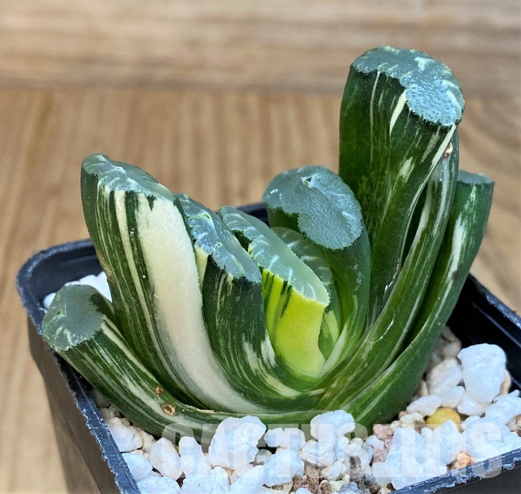 SH29974 Haworthia truncata f. variegata
