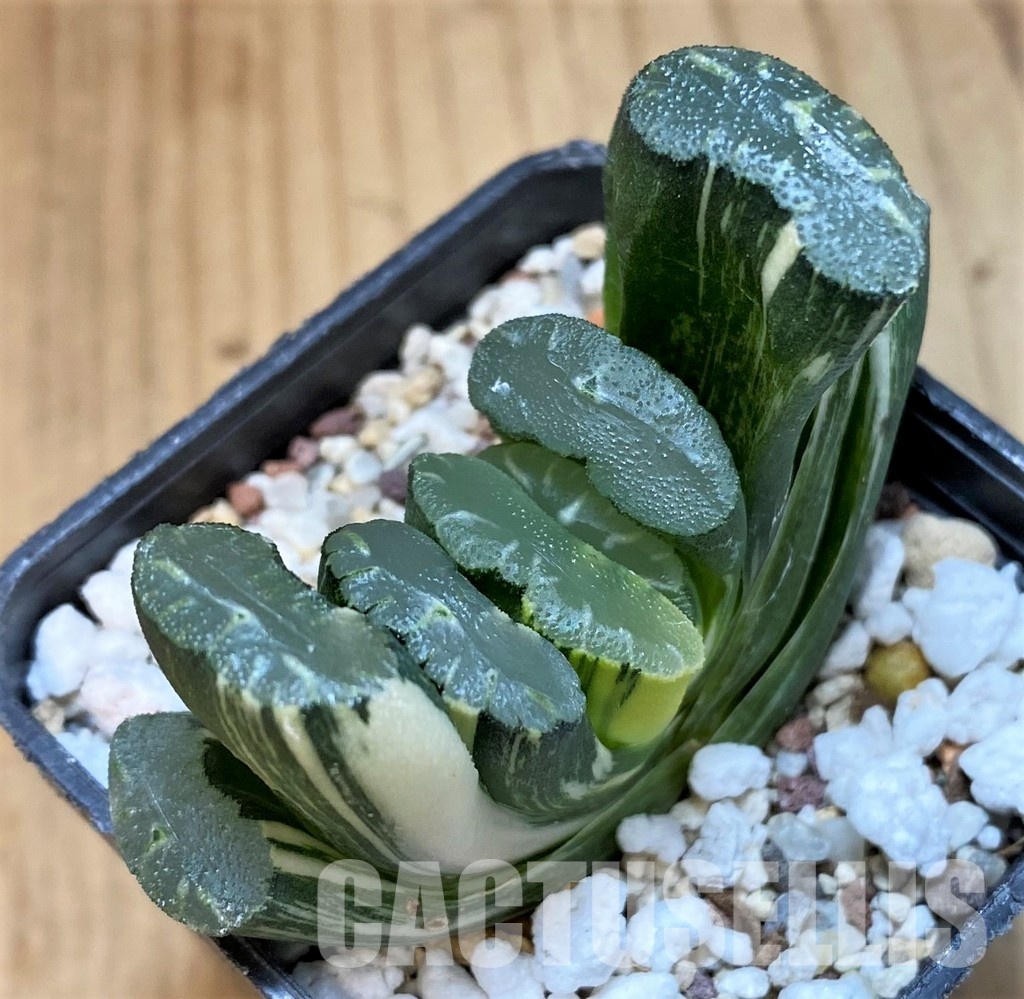 SH29974 Haworthia truncata f. variegata - Image 2